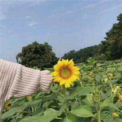 39天到火星游戏